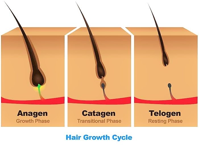 stages of hair growth on the human body